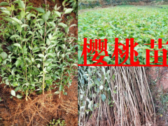 云南可以種植櫻桃嗎?_云南櫻桃樹(shù)苗圖3