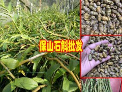 云南石斛種植_石斛基地/瓶苗_石斛種植技術(shù)有保障圖2