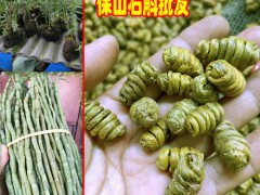 云南正品楓斗什么味道?圖1