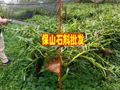 2018“仙草”鐵皮石斛價(jià)格圖3
