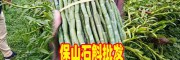 全國(guó)普通石斛鮮條\帶根葉\楓斗市場(chǎng)零售價(jià)位播報(bào)