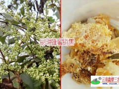 云南蜂蜜哪里的好?_云南土蜂蜜2018圖1