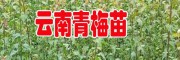 梅子樹與李子樹有什么差別(附圖)_梅子苗供應