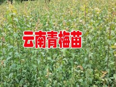 2018青梅產(chǎn)地行情價格_大青梅云南大理36元/斤圖1