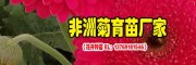 昆明非洲菊花期幾分份_景鑫非洲菊種苗