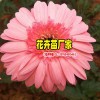 昆明景鑫非洲菊施什么肥料;非洲菊