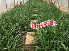 白芨市場價格_云南鮮白芨多少錢一斤?圖1