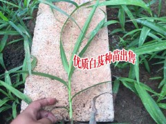 白芨種植時(shí)間_白芨豐產(chǎn)苗多少錢(qián)?圖2