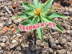2018重樓價(jià)格_重樓價(jià)格_重樓籽價(jià)格圖2