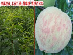 風(fēng)花雪月大理桃花開(kāi)了_圖1