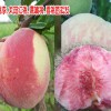 鷹嘴桃苗大桃桃樹(shù)苗多少錢(qián)一棵?