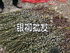 廣東銀柳花批發(fā)地_銀柳花哪里批發(fā)_銀柳花批發(fā)圖3