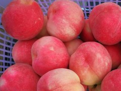 出售煙富3-5-10號、神富1號、紅色之愛、龍威、蘋果苗。圖3