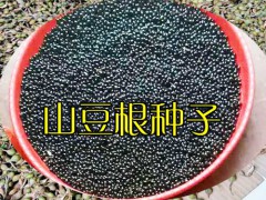 山豆根的種子?價(jià)格是多少錢一斤?_山豆根一斤種子有多少粒圖1