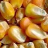 常年收購玉米、大豆、高粱、碎米等飼料原料