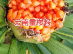 重樓苗圖片_重樓苗多少錢一株?_圖2