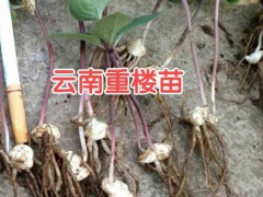 重樓苗圖片_重樓苗多少錢一株?_圖3