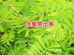 含羞草苗幼苗培養(yǎng)方法_含羞草花花苗價格圖2