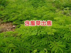含羞草苗幼苗培養(yǎng)方法_含羞草花花苗價格圖3