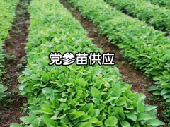 云南黨參種植_云南黨參_云南有黨參收購(gòu)的嗎圖2