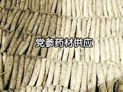 云南黨參種植_云南黨參_云南有黨參收購(gòu)的嗎圖3