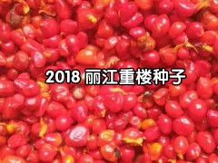 一年生白芨苗，白芨所屬品種均為紫花三叉大白芨圖1