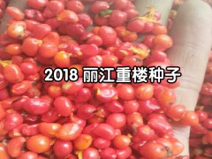 一年生白芨苗，白芨所屬品種均為紫花三叉大白芨圖3