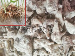 白芨的塊莖價(jià)格_白芨塊莖市場(chǎng)價(jià)格_白芨塊莖種苗價(jià)格圖2
