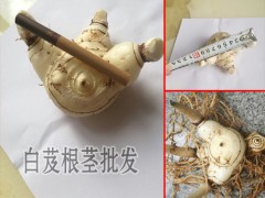 云南白芨鮮成品價(jià)格_云南白芨成品價(jià)格圖1