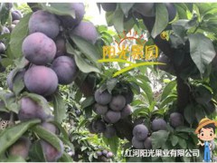 陽光果園優(yōu)質(zhì)脆李種苗推介信息圖3