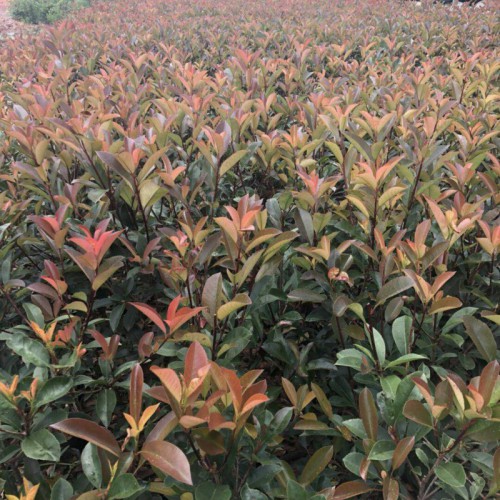 紅葉石楠花的花語(yǔ)是什么?_昆明市宜良縣苗木種植園