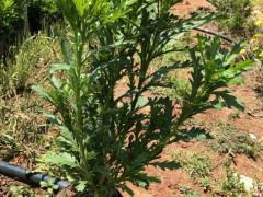 木春菊地苗客服是多少?_昆明市宜良縣苗木種植園圖1