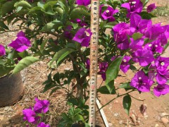 昆明三角梅多少錢一盆?—昆明市宜良縣苗木種植園圖1