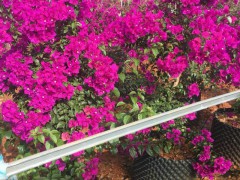 三角梅又叫三葉梅、毛寶巾、葉子花-昆明市宜良縣苗木種植園圖3