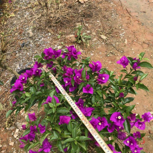 云南昆明三角梅供應(yīng)_昆明哪里賣三角梅_昆明三角梅批發(fā)市場(chǎng)