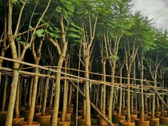 云南藍花楹木_求購藍花楹_昆明藍花楹種植基地圖1