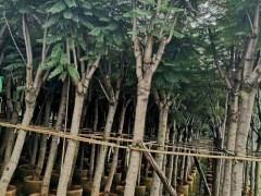 云南藍花楹木_求購藍花楹_昆明藍花楹種植基地圖2