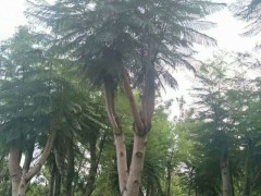 云南藍花楹木_求購藍花楹_昆明藍花楹種植基地圖3