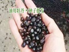 今日油用牡丹種子價(jià)格_油用牡丹種植技術(shù)指導(dǎo)圖1