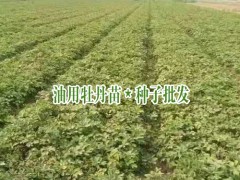 今日油用牡丹種子價(jià)格_油用牡丹種植技術(shù)指導(dǎo)圖2
