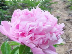 芍藥苗價格_一棵芍藥花種苗批發(fā)價格表-圖1