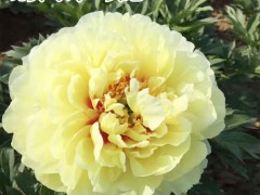 芍藥種苗價(jià)格_芍藥花苗價(jià)格- 芍藥苗價(jià)格圖1
