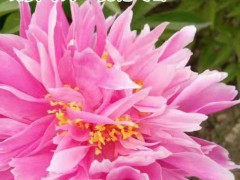 芍藥種苗價(jià)格_芍藥花苗價(jià)格- 芍藥苗價(jià)格圖3