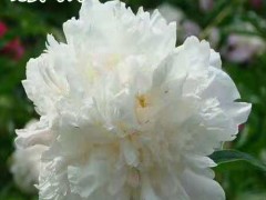 芍藥苗種價格_芍藥樹苗價格_牡丹芍藥苗_芍藥牡丹花苗圖2