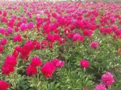 芍藥苗種價格_芍藥樹苗價格_牡丹芍藥苗_芍藥牡丹花苗圖3