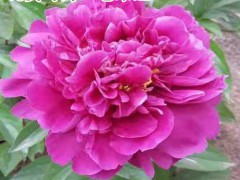 那里能買到真的觀賞芍藥花苗_買觀賞芍藥花苗菏澤那家好圖3