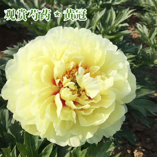 購買觀賞芍藥苗_觀賞芍藥種子育苗方法