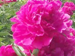 購(gòu)買(mǎi)觀賞芍藥苗_觀賞芍藥種子育苗方法圖2