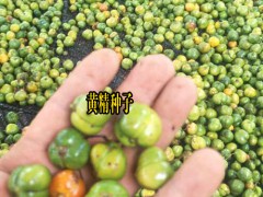 四川達(dá)州市渠縣黃精小苗多少錢?圖1