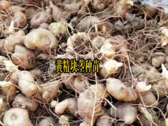 2018雞頭黃精苗_黃精苗種植_14736739836圖1